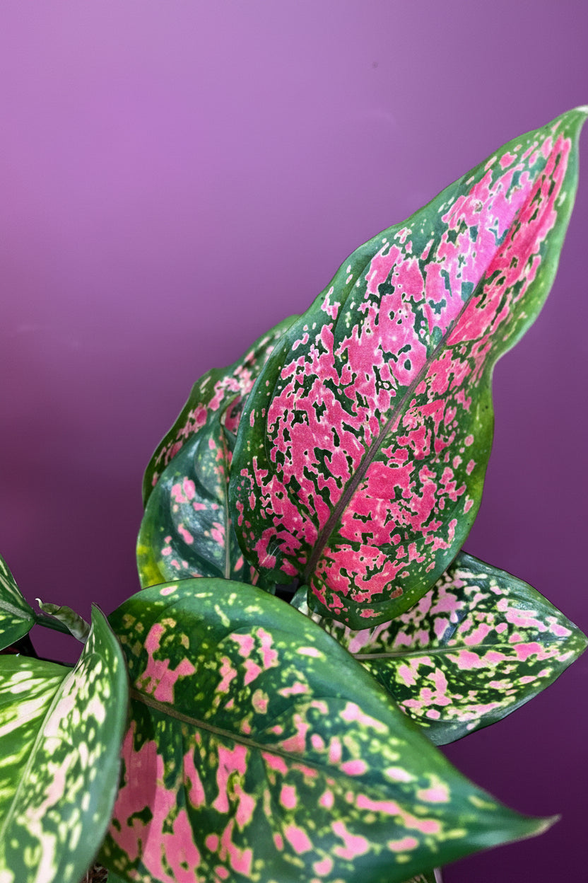 The Ultimate Houseplant Bingo and Quiz Night - FRIDAY 28TH AUGUST