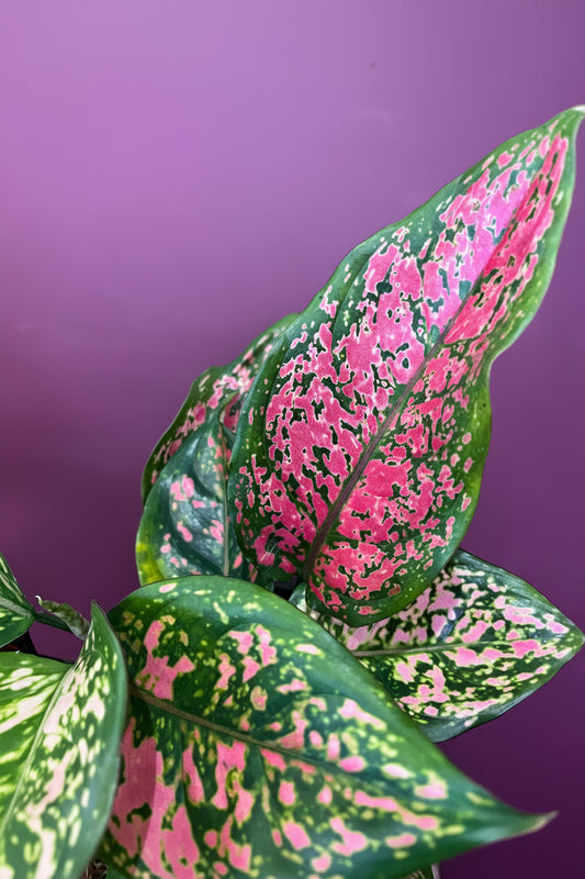 The Ultimate Houseplant Bingo and Quiz Night - FRIDAY 28TH AUGUST