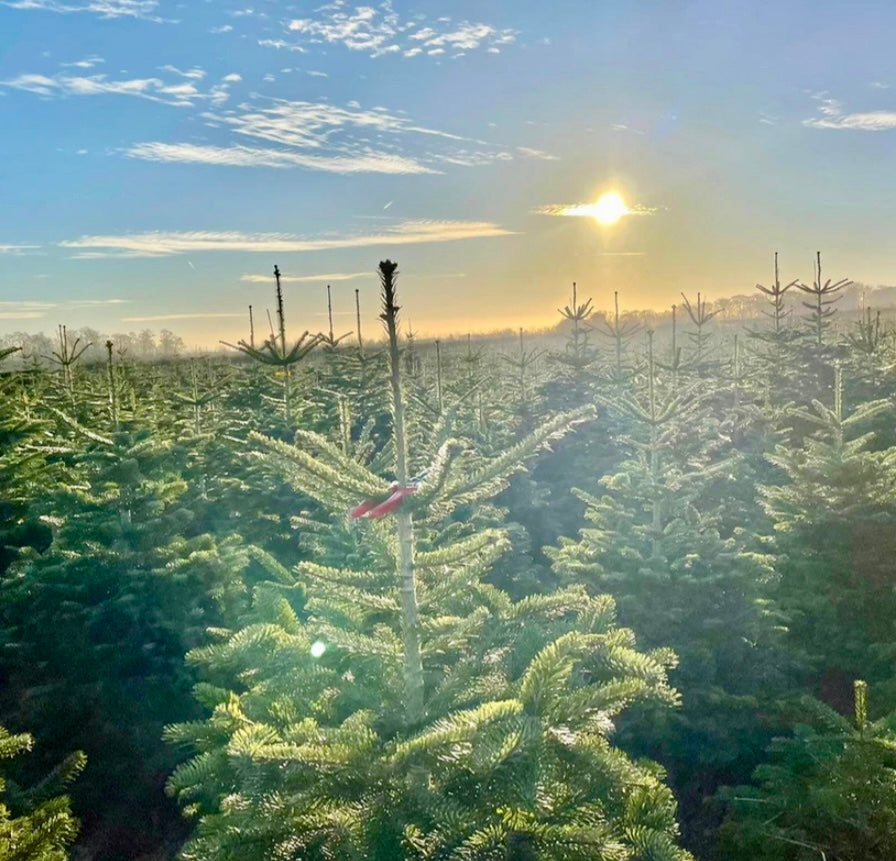 Locally grown Christmas Trees - Annual Drop - RESERVE NOW